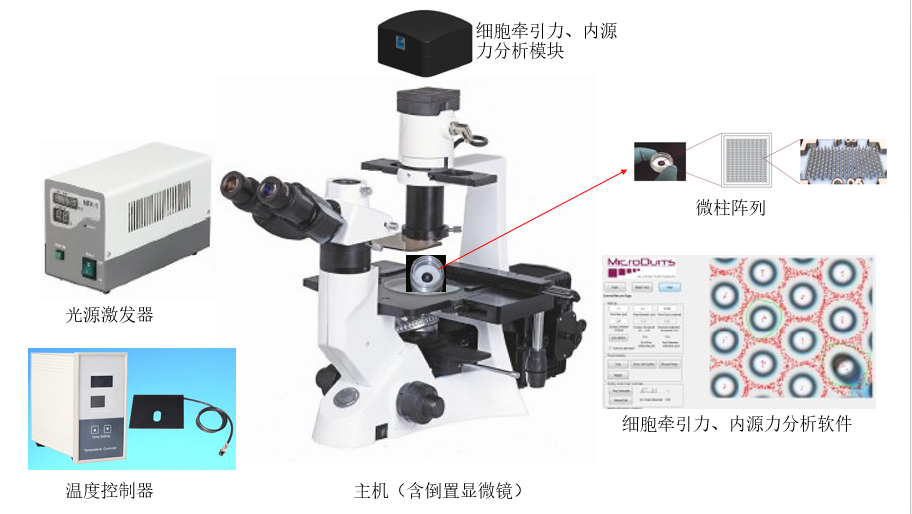Labomed代理,LB702，+ 細胞牽引力顯微鏡 +cell mechanics analyze